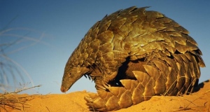 Pangolin