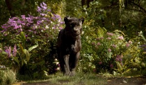 Bagheera, la panthère noire, mentor de Mowgli. DR