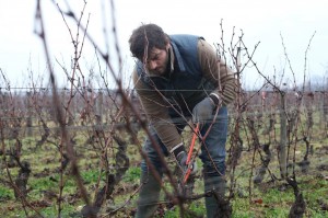 Jean (Pio Marmaï) au travail dans la vigne. DR